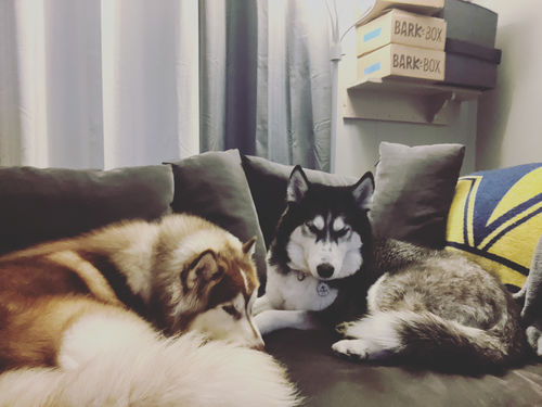 Customer photo review of Evergreen