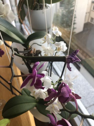 Customer photo review of Cocktail Orchidee mit lila und weißen Blüten