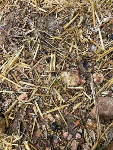 Customer photo review of GCI Turf Type Tall fescue Grass Seed