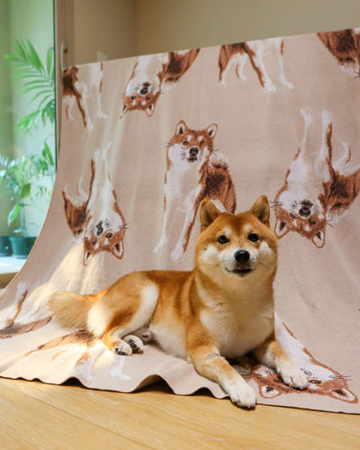 Customer photo review of Full-Body Pet Custom Sweater