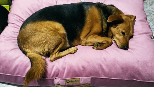 Customer photo review of Cama Para Perro Modelo Origen Kuapets Palo Rosa