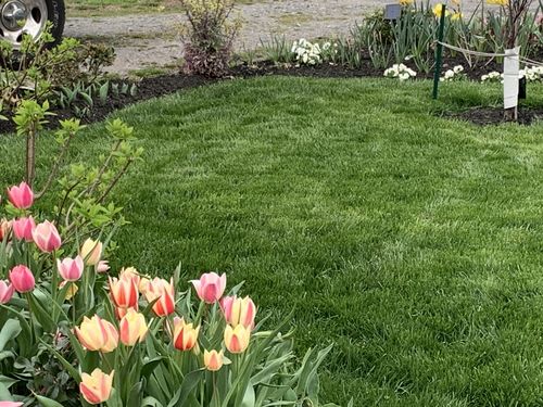 Customer photo review of Cool Season Renovation Guide