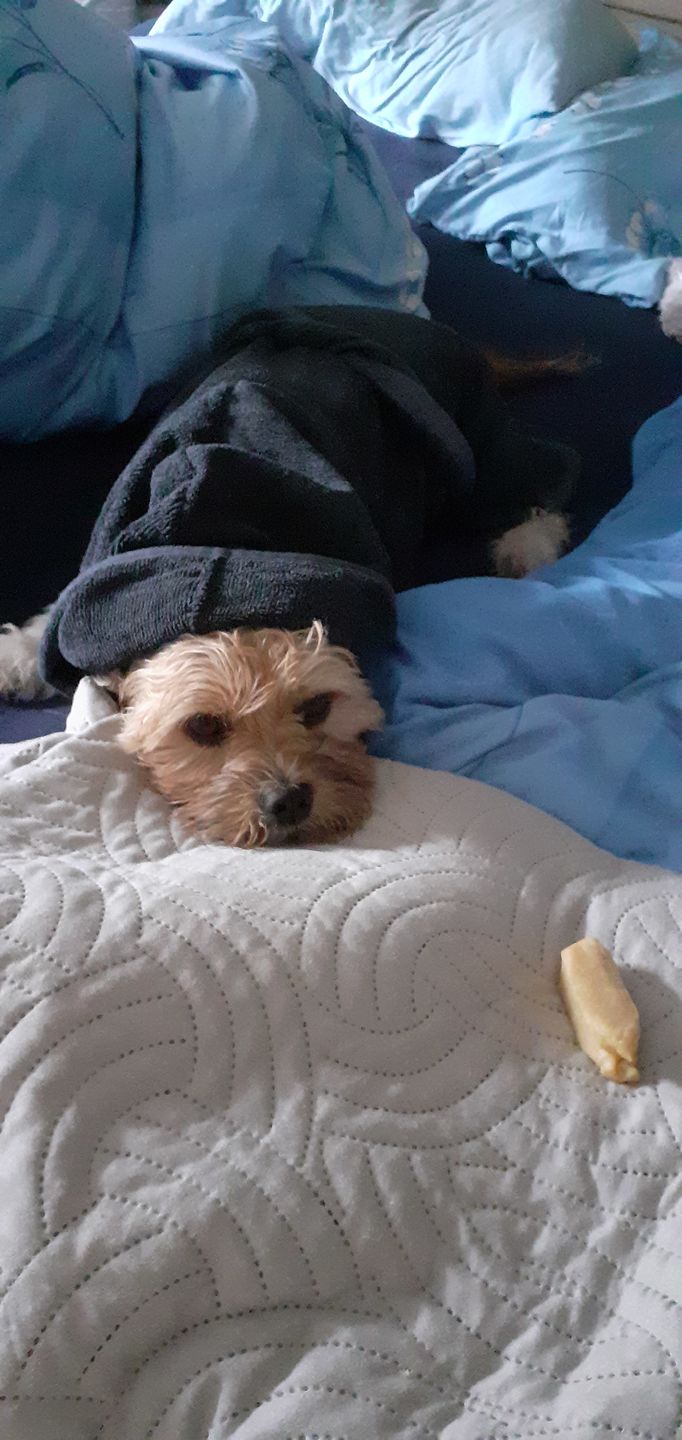 Customer photo review of Premium Hunde Bademantel