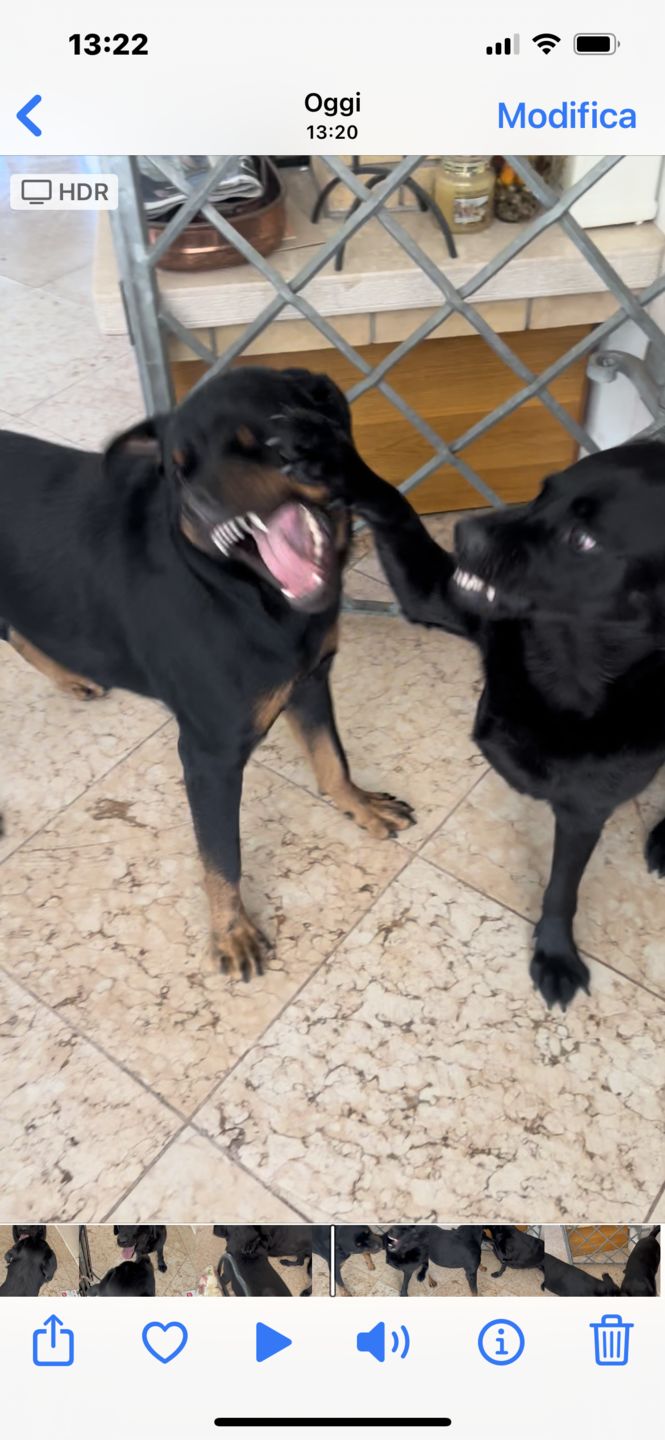 Customer photo review of NUCRON MAXI (60 cpr) – Ripristina la flora intestinale nel cane e nel gatto