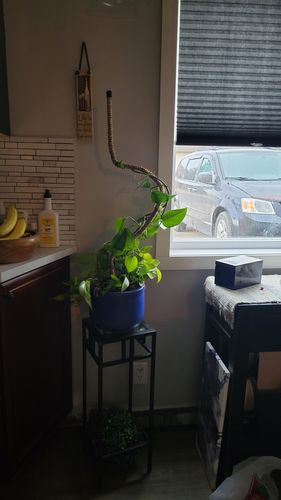 Customer photo of The Original Bendable Coir Pole™ - Best Seller (Tape Included) from Charlene T.
