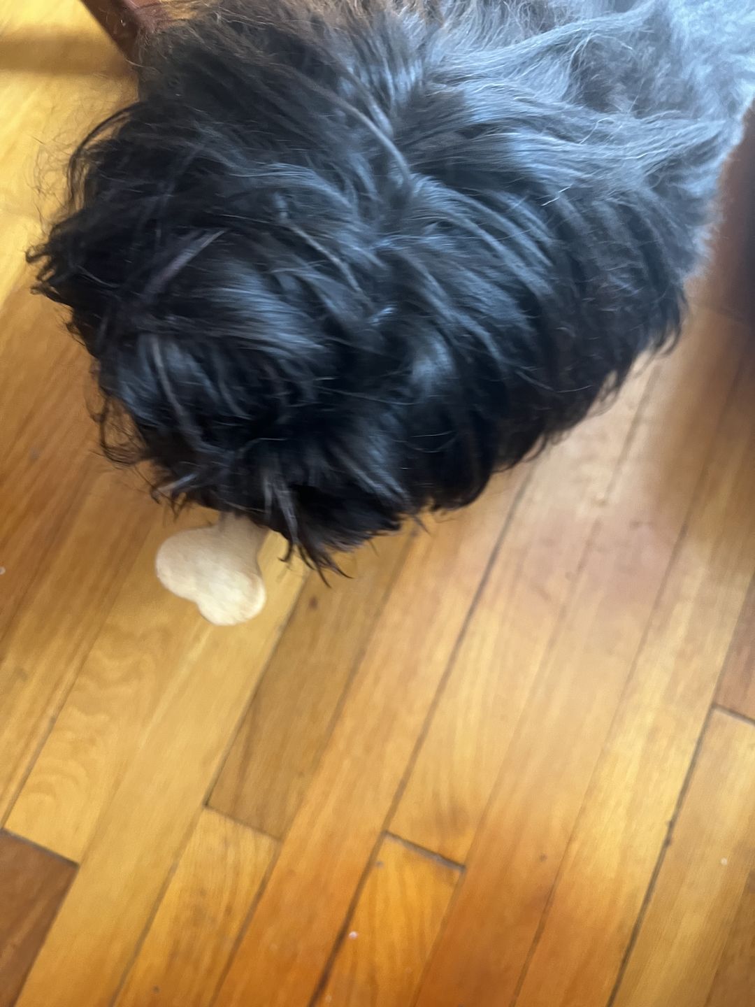 Customer photo review of Coconut Bones