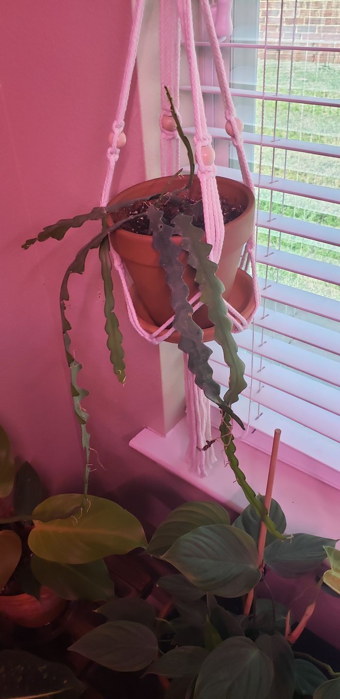 Customer photo review of 4" Cactus Selenicereus anthonyanus "Ric-Rac"