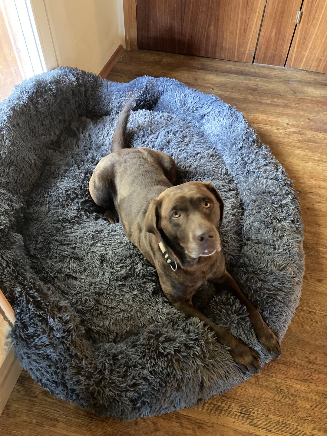 Customer photo review of Orthopädische Hunde Couch