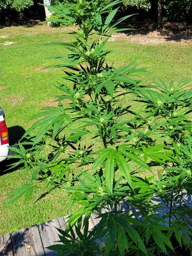 Customer photo review of FoxFarm KELP ME KELP YOU BUSH DOCTOR®