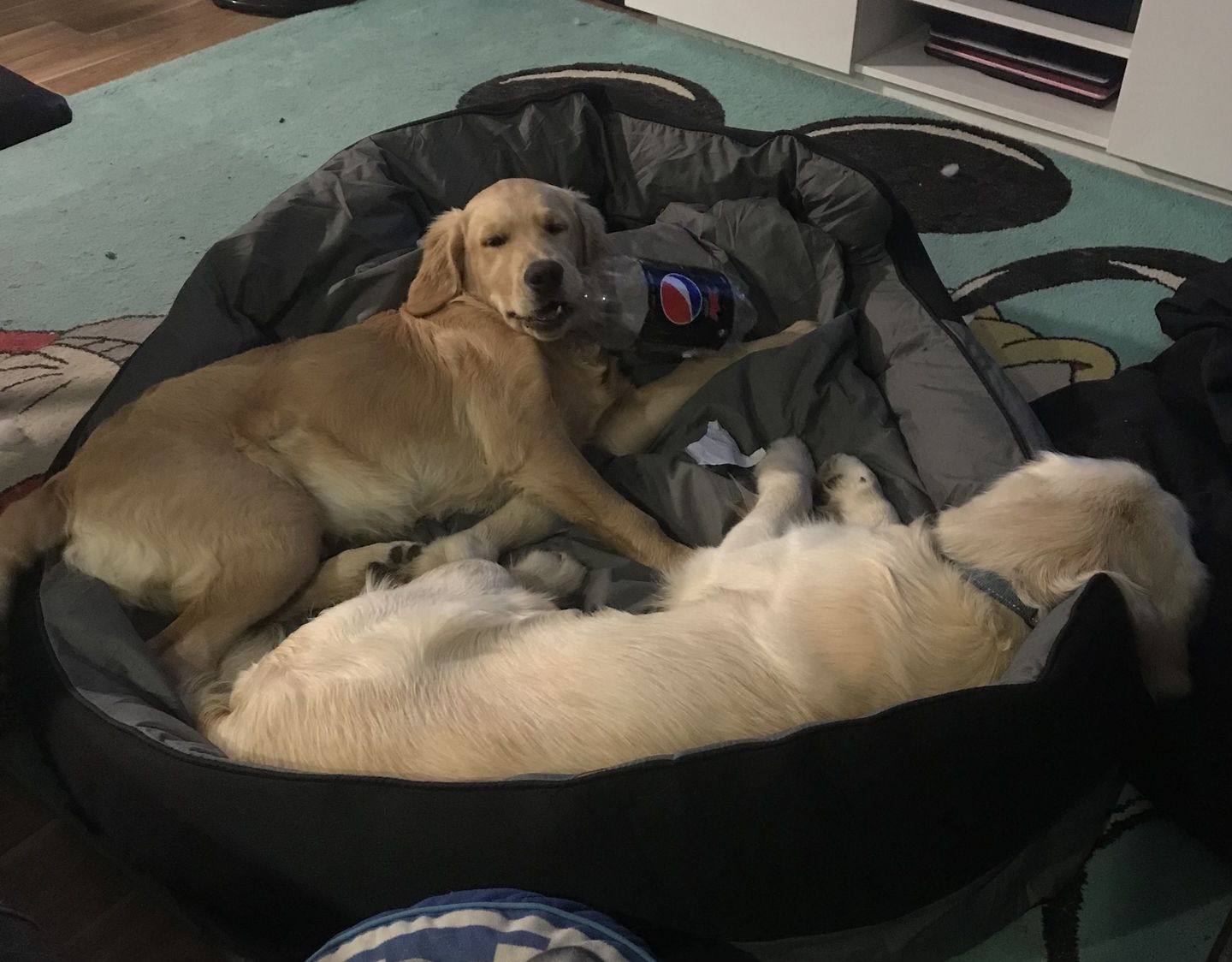 Customer photo review of PaWz waterproof heavy-duty bed