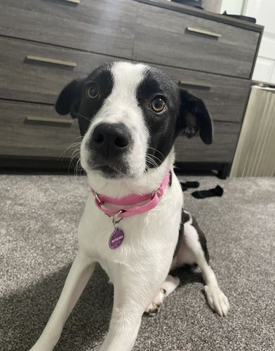 Customer photo review of Woof Pack