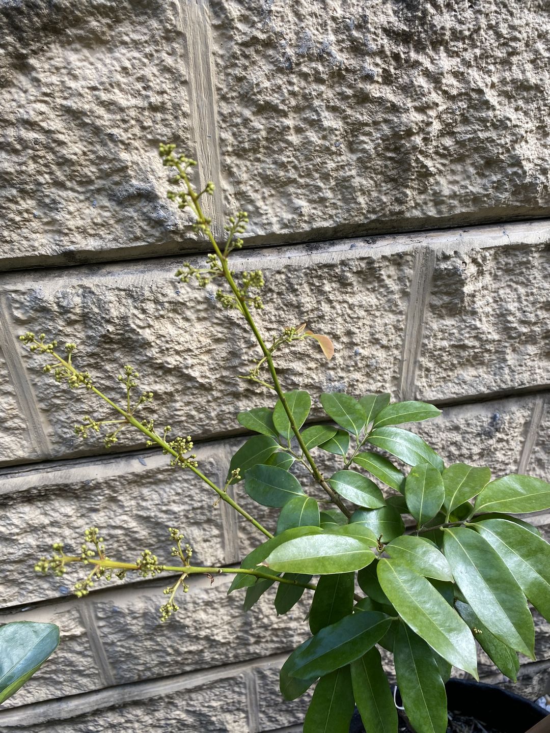 Customer photo review of Semi Dwarf Lychee - Salathiel