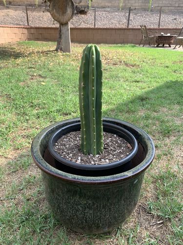 Customer photo review of San Pedro Cactus Cuttings | Echinopsis pachanoi Cuttings