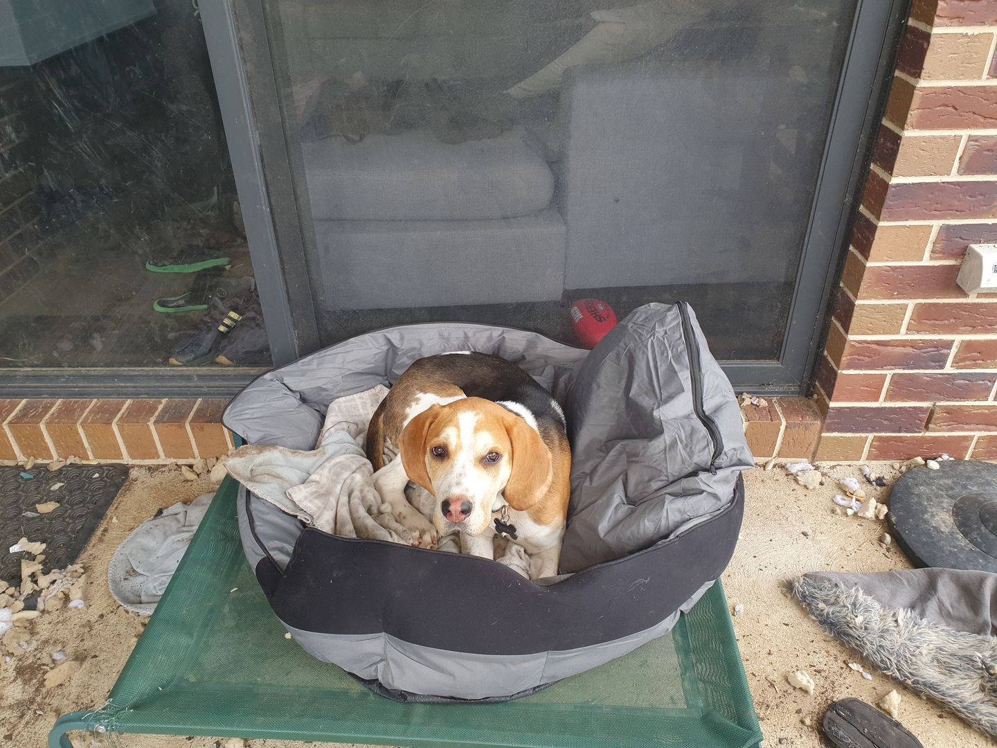 Customer photo review of PaWz waterproof heavy-duty bed