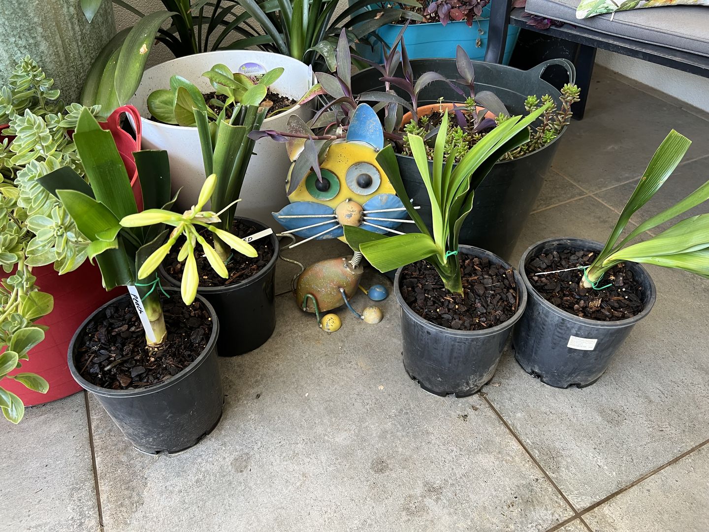 Customer photo review of Clivias