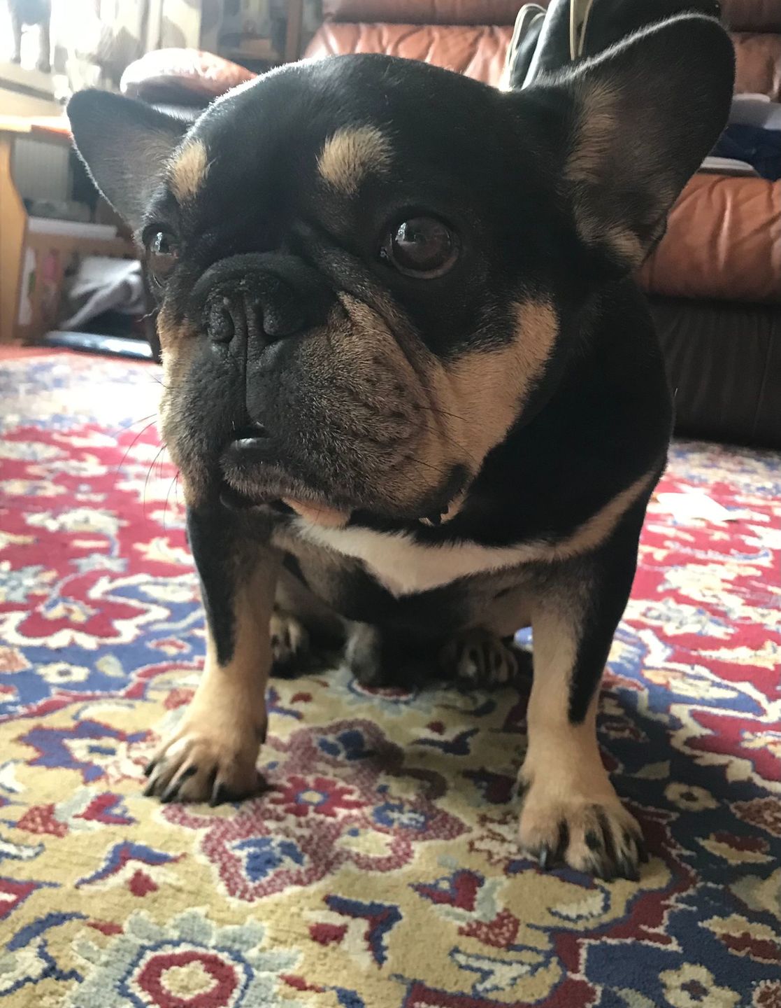 Customer photo review of Probiotics Powder For Cats & Dogs- 90g