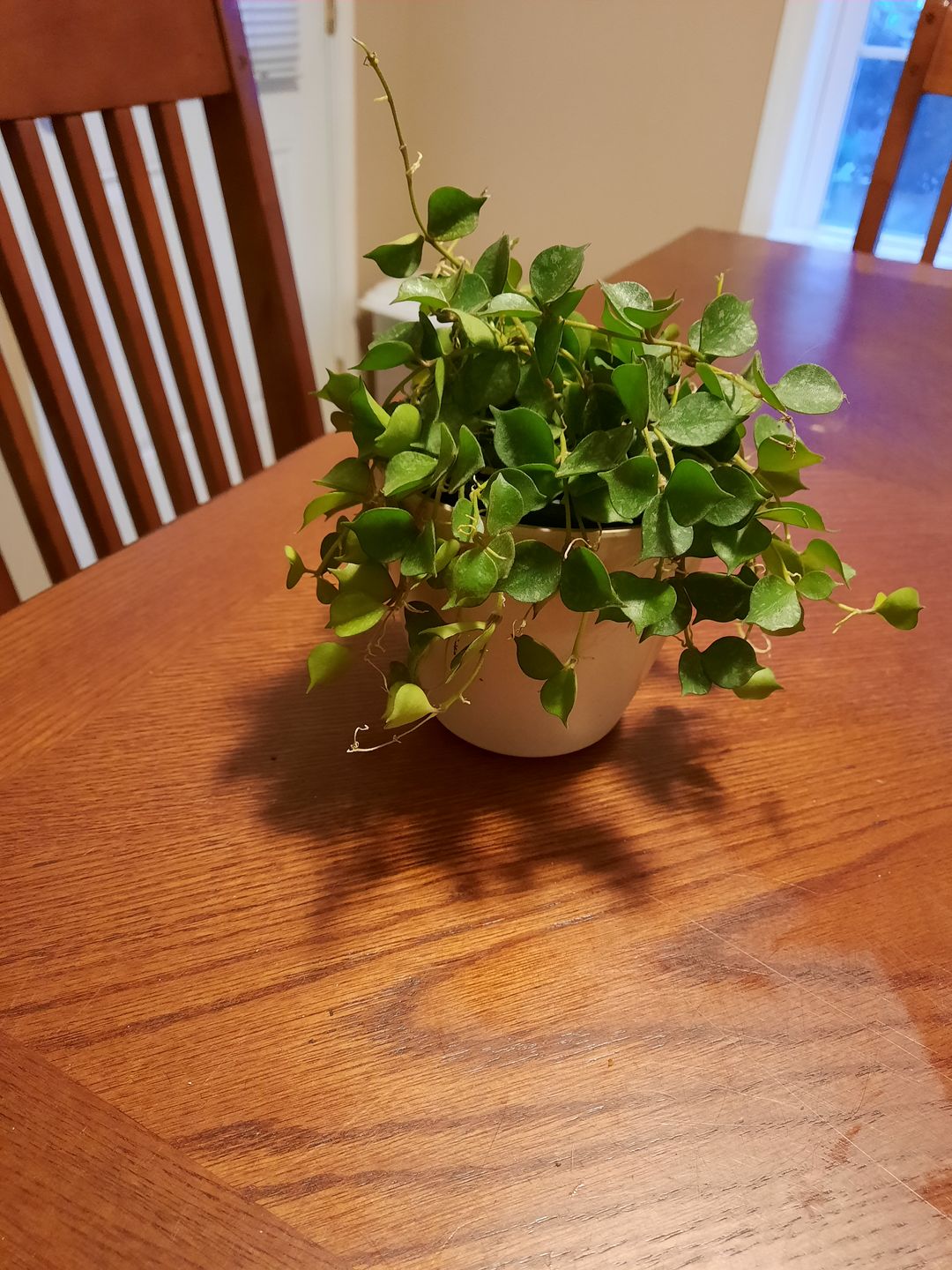 Customer photo review of 4" Hoya curtisii