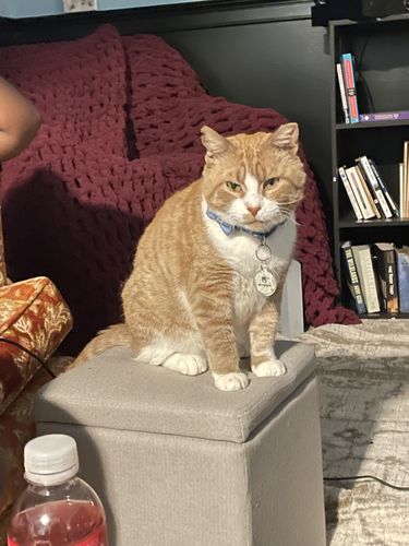 Customer photo review of Evergreen