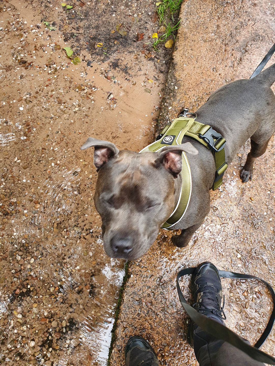 Customer photo review of RR - Slip on Padded Comfort Harness | Non Restrictive & Reflective - Khaki