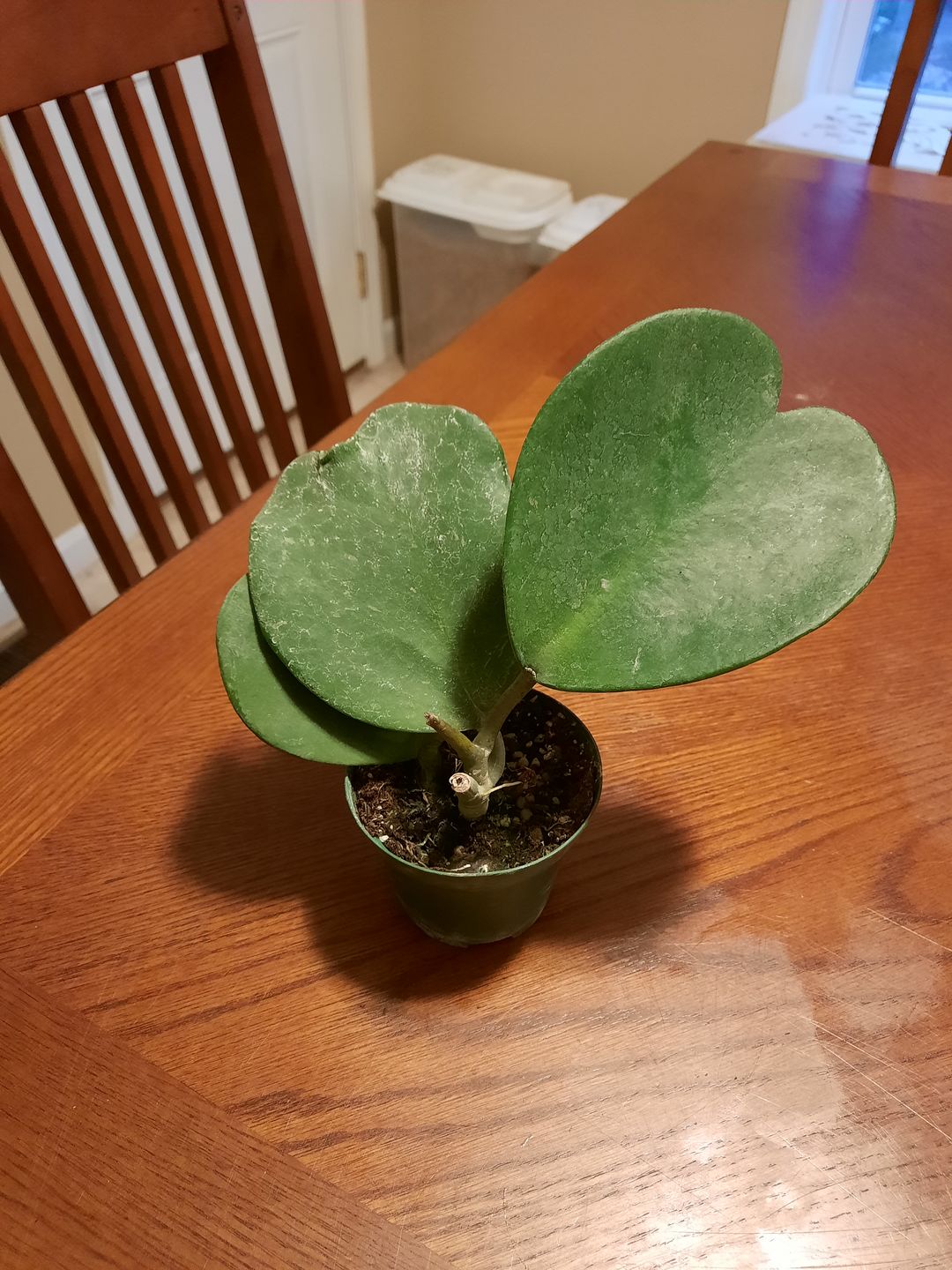 Customer photo review of 3" Hoya kerrii