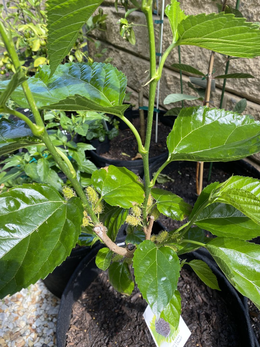 Customer photo review of Dwarf Mulberry - Black