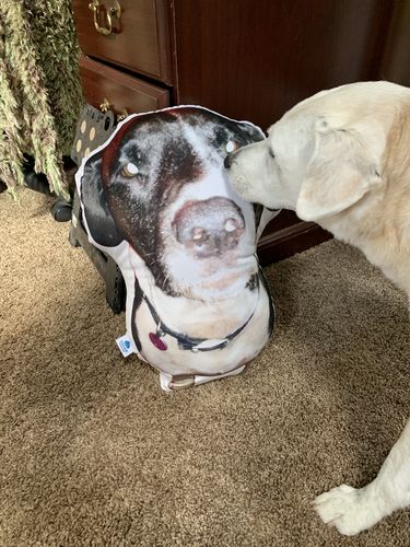Customer photo review of Create A Custom Dog Pillow
