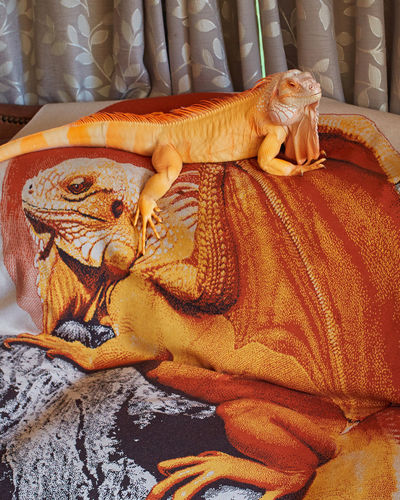 Customer photo review of Full-Body Pet Custom Sweater