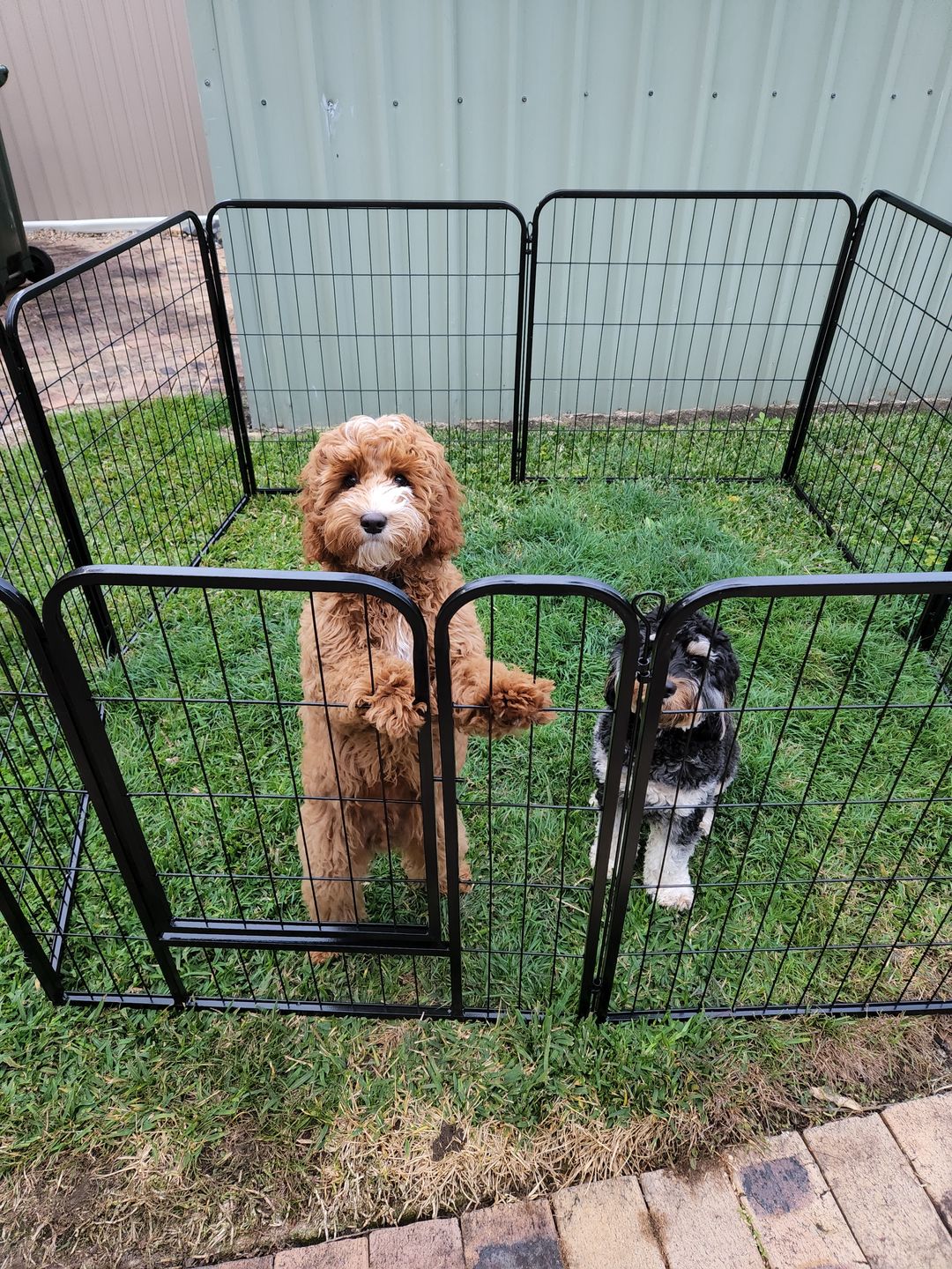 Customer photo review of PaWz 8 Panel Pet Dog Playpen