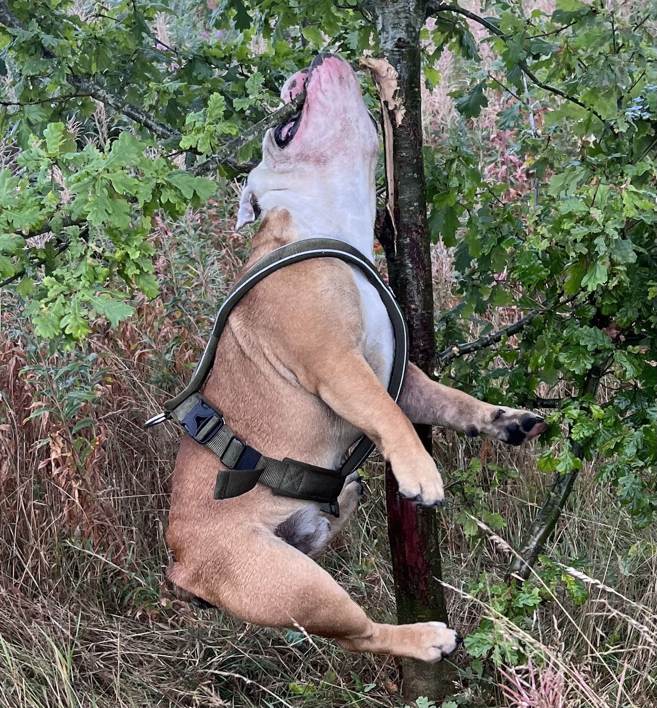 Customer photo review of RR - Slip on Padded Comfort Harness | Non Restrictive & Reflective - Khaki
