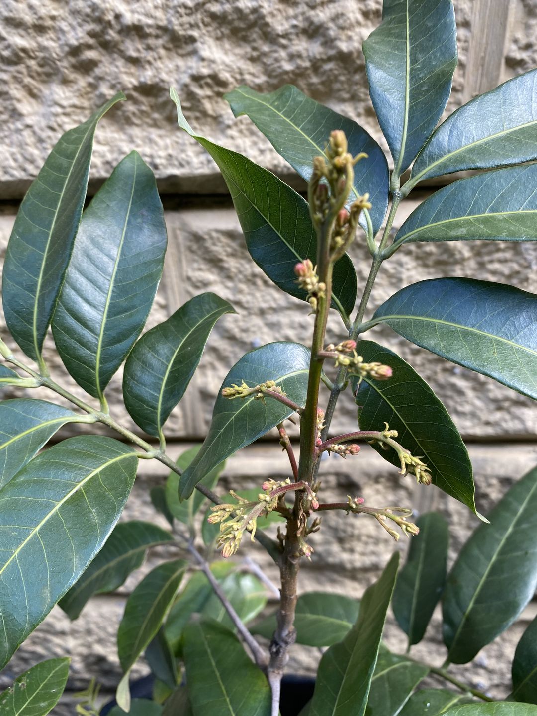 Customer photo review of Longanberry