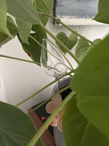 Customer photo review of Mon petit oiseau - Le Jardin de Mamie®