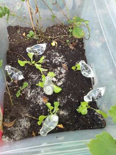 Customer photo review of Mon petit oiseau - Le Jardin de Mamie®