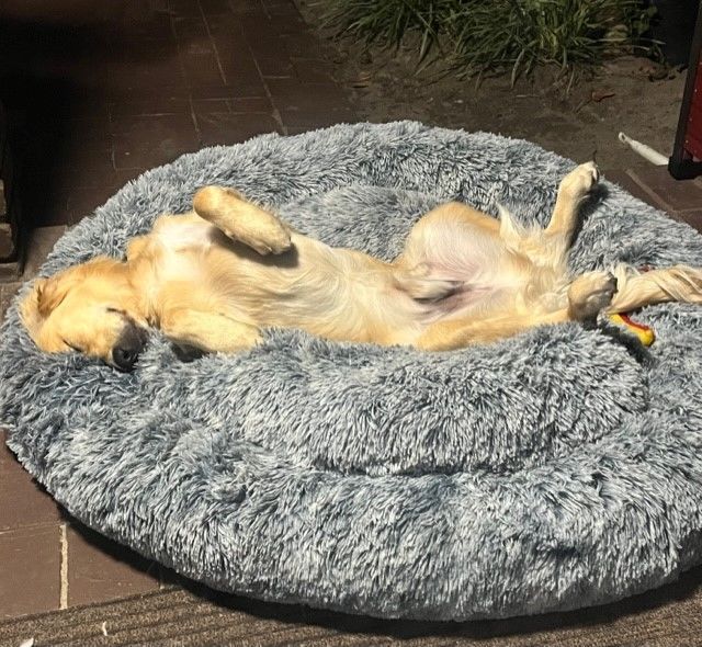 Customer photo review of Calming Dog Bed