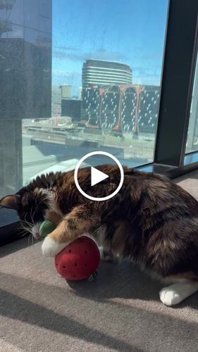 Customer video review of Interactive Strawberry Soft Catnip Cat Toy