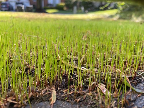 Customer photo review of GCI Turf Type Tall fescue Grass Seed