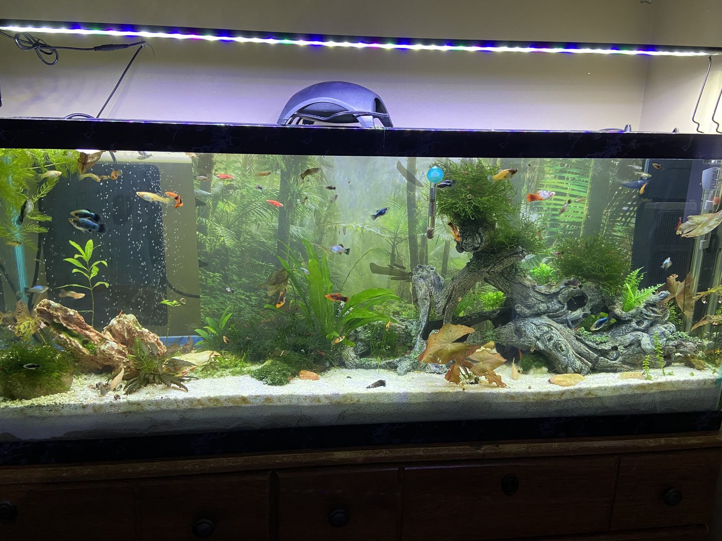 Customer photo review of Shark PRO