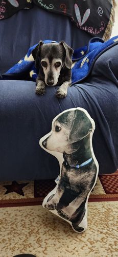 Customer photo review of Create A Custom Dog Pillow