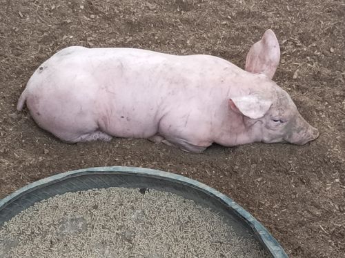 Customer photo review of Vigantol ADE Fuerte