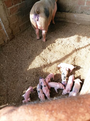 Customer photo review of Catosal® con Vitamina B12