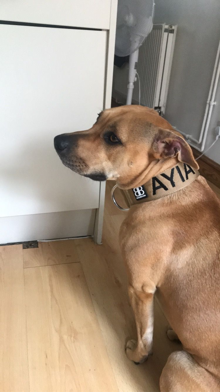 Customer photo review of 5cm Combat® Collar | Rated Clip - NO HANDLE - Military Tan v2.0