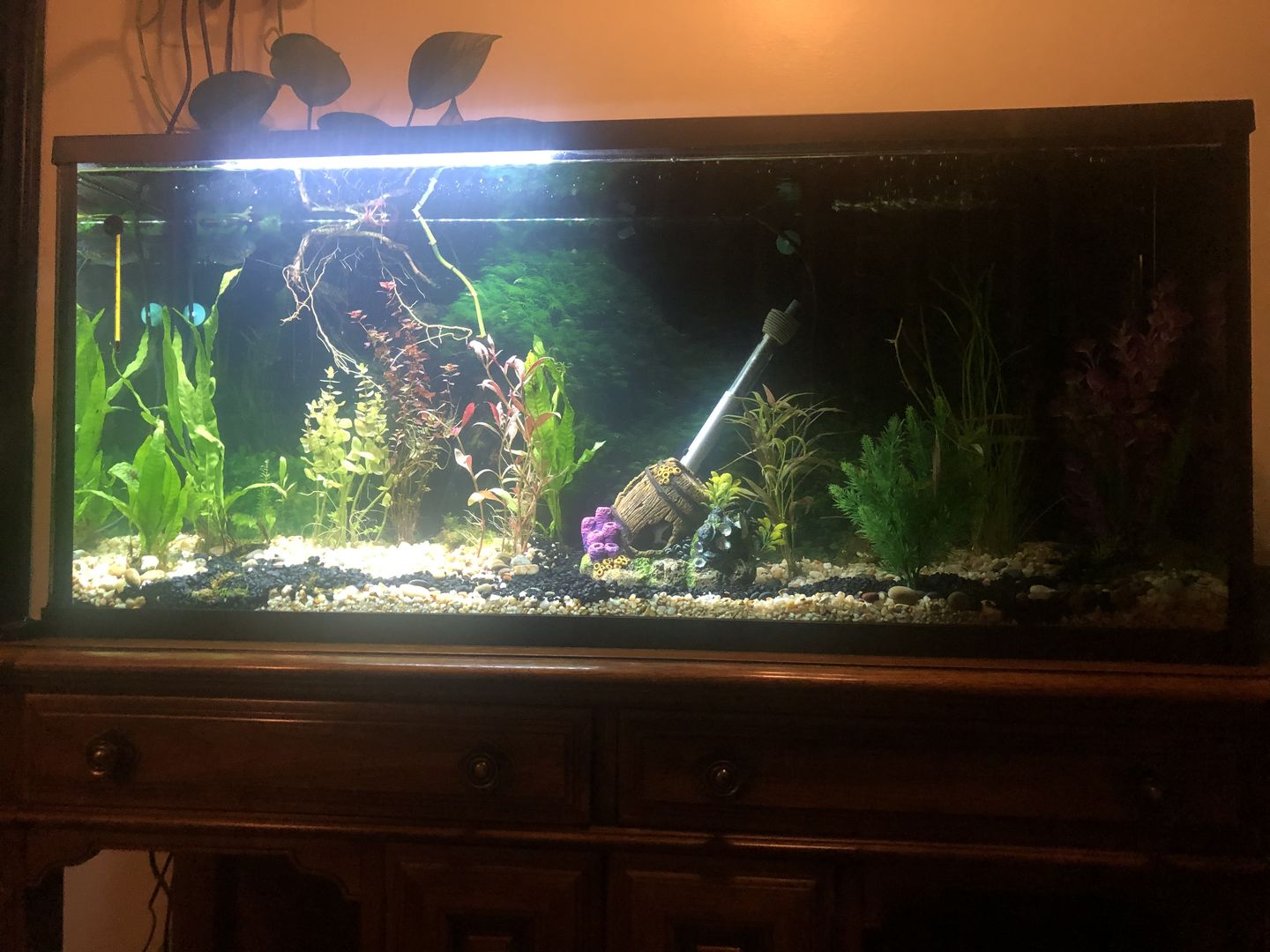 Customer photo review of Fritz Fishless Fuel (Liquid Ammonia Solution)