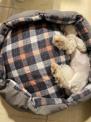 Customer photo review of Cuddler Pet Bed