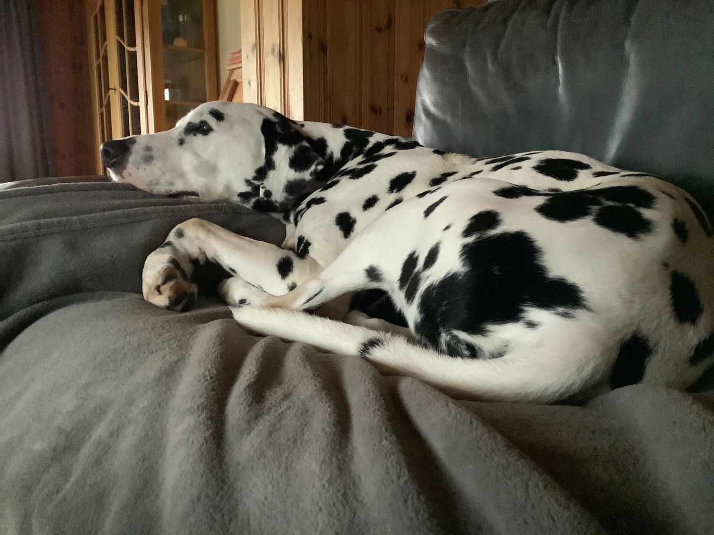 Customer photo review of Für Hunde - Hanf Pur Canis - 2.5% CBDa - 1'500 g