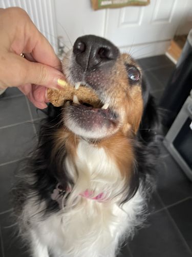 Customer photo review of Pooch's Handmade Dog Treats