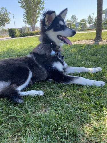 Customer photo review of Explorer