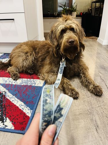 Customer photo review of Ace Blue Royal Collar Set (Collar + Leash)