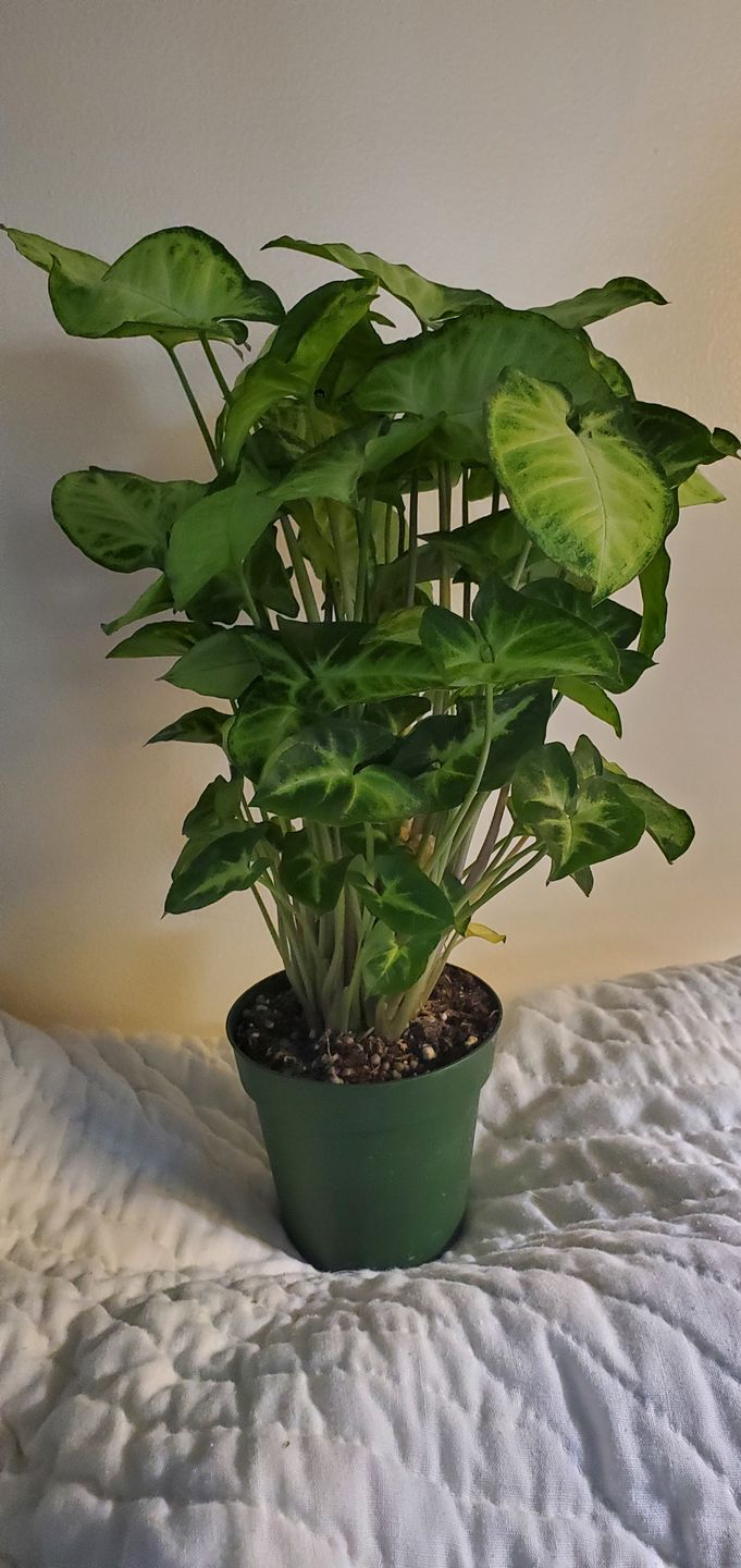 Customer photo review of 4" Syngonium podophyllum 'Pixie'