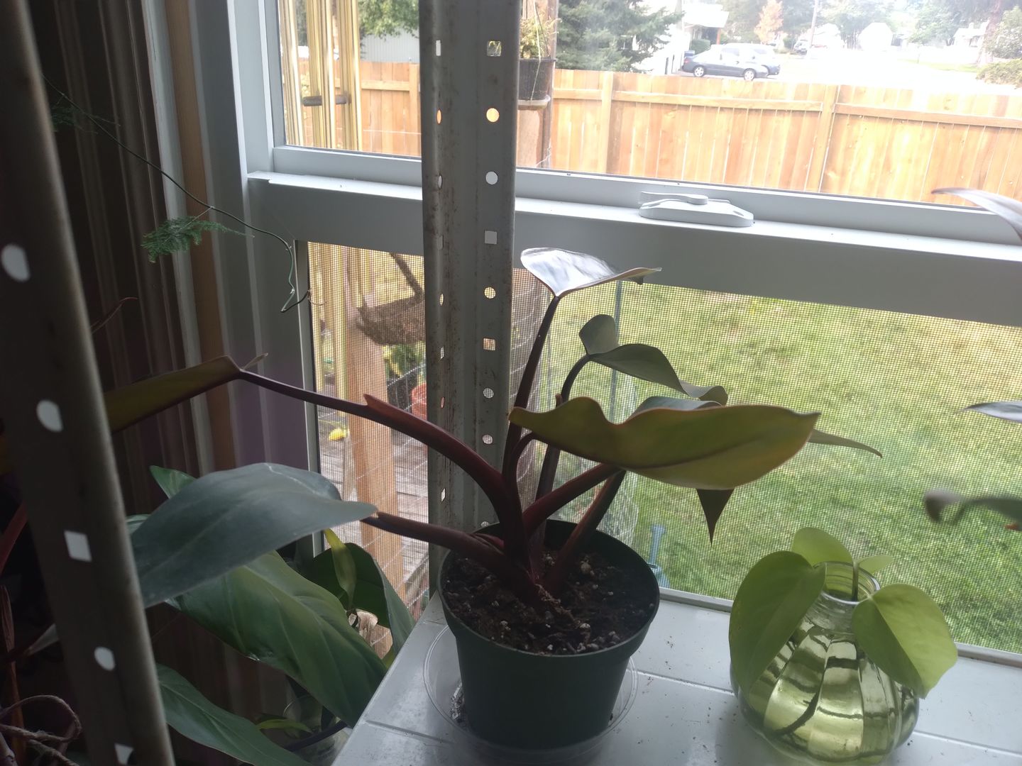 Customer photo review of 4" Philodendron 'Bloody Mary'