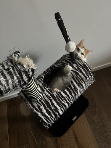 Customer photo review of Zebra Cat Climber House With Scratching Post