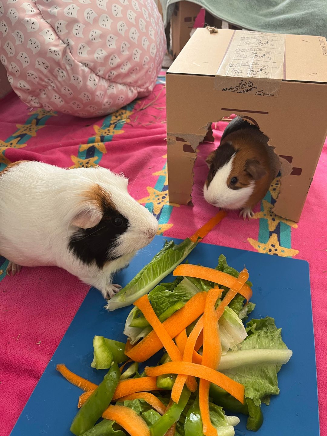 Customer photo review of GuineaDad Crunchy Condo - Pack of 3